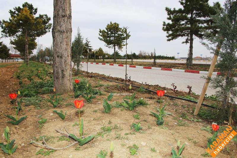 Mezarlıklarda Çevre Düzenlemesi Devam Ediyor 6