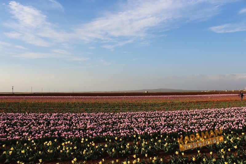 Karaman’da Lalelerin Rengarenk Dünyası 10