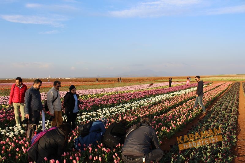 Karaman’da Lalelerin Rengarenk Dünyası 11