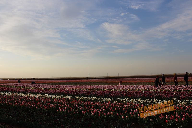 Karaman’da Lalelerin Rengarenk Dünyası 13