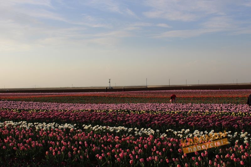Karaman’da Lalelerin Rengarenk Dünyası 15