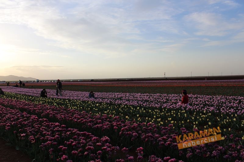 Karaman’da Lalelerin Rengarenk Dünyası 17