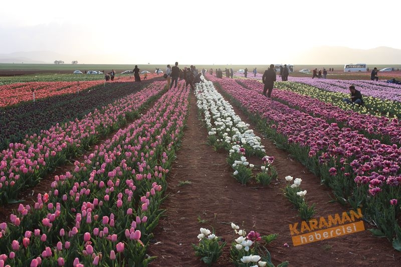 Karaman’da Lalelerin Rengarenk Dünyası 18