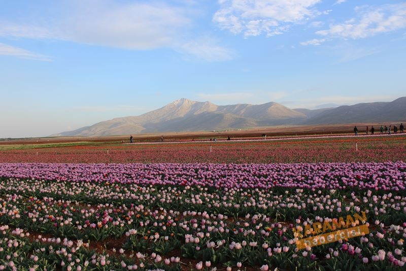 Karaman’da Lalelerin Rengarenk Dünyası 19