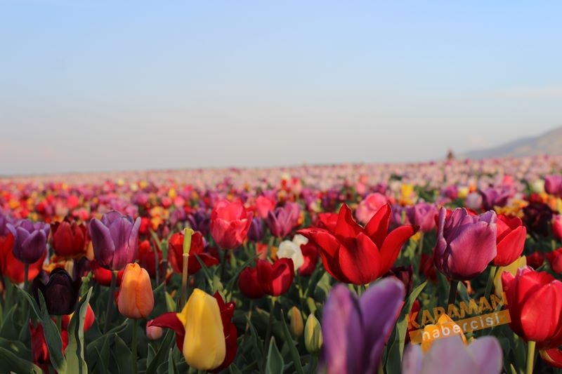 Karaman’da Lalelerin Rengarenk Dünyası 21