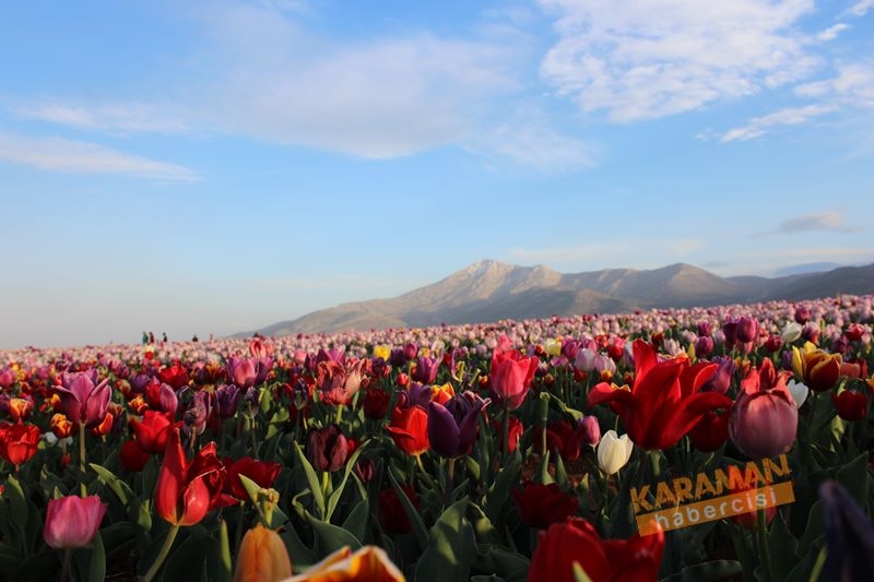 Karaman’da Lalelerin Rengarenk Dünyası 22