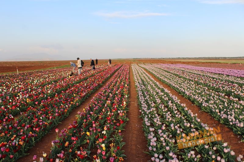 Karaman’da Lalelerin Rengarenk Dünyası 25