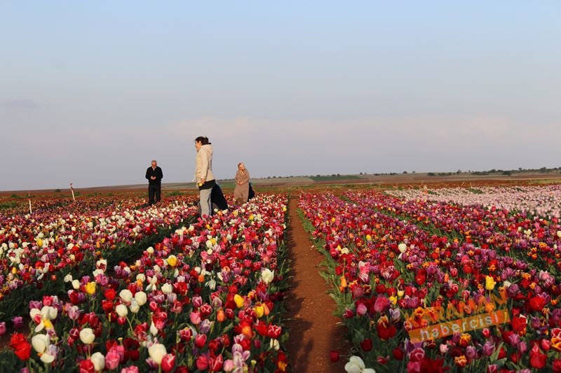 Karaman’da Lalelerin Rengarenk Dünyası 26