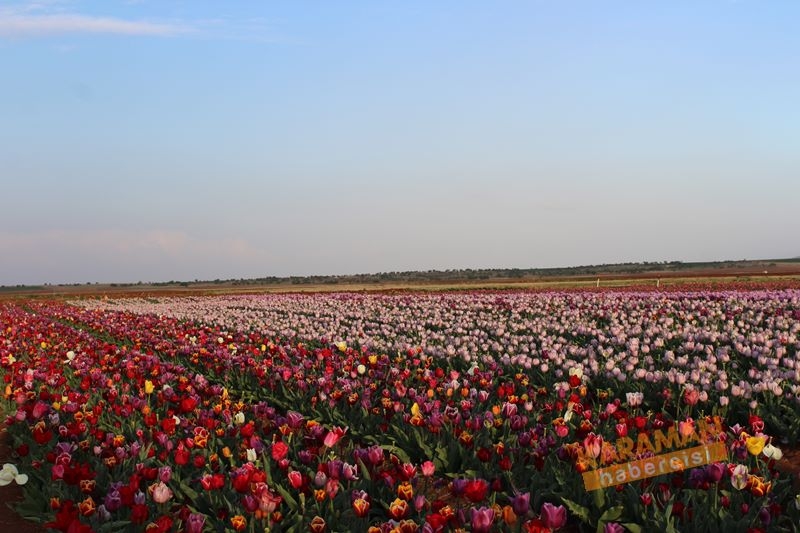 Karaman’da Lalelerin Rengarenk Dünyası 27