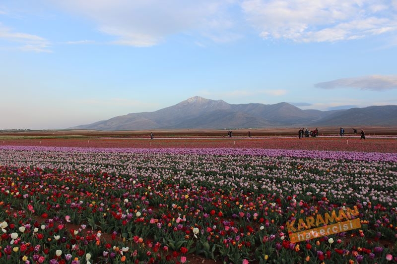 Karaman’da Lalelerin Rengarenk Dünyası 28