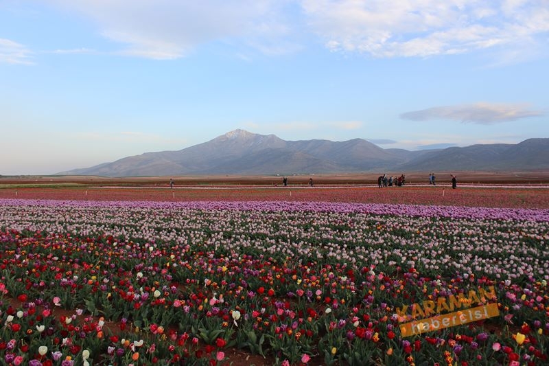 Karaman’da Lalelerin Rengarenk Dünyası 29