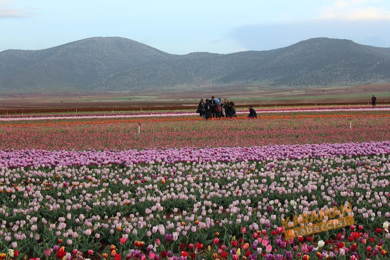 Karaman’da Lalelerin Rengarenk Dünyası 30