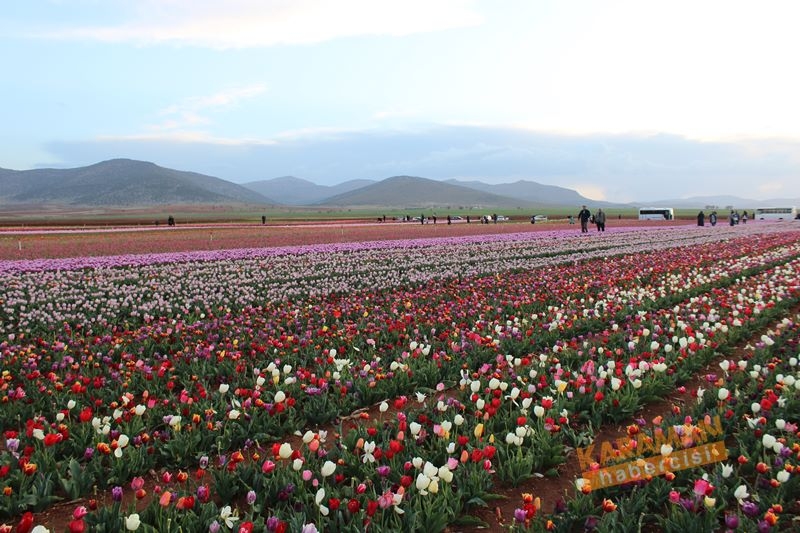Karaman’da Lalelerin Rengarenk Dünyası 33