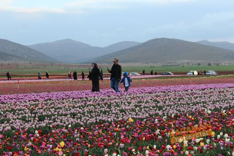 Karaman’da Lalelerin Rengarenk Dünyası 34