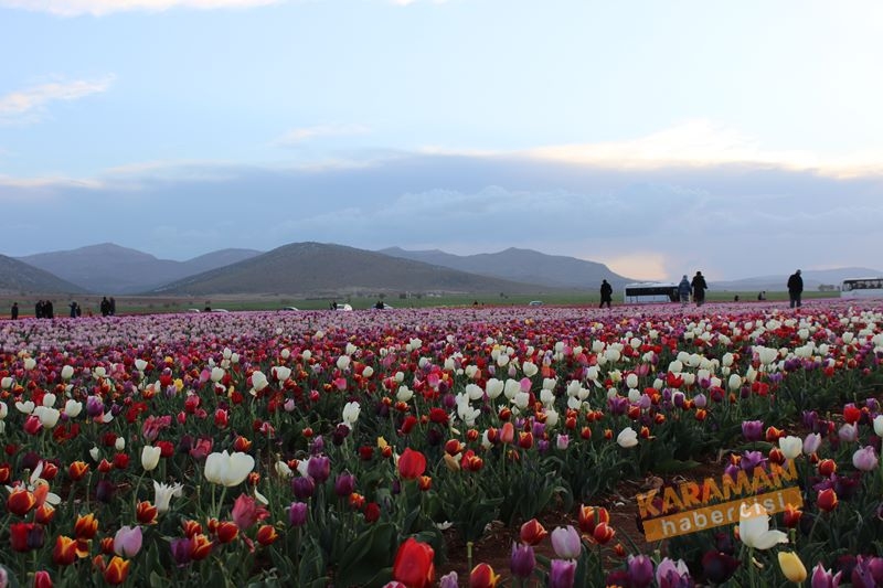 Karaman’da Lalelerin Rengarenk Dünyası 35