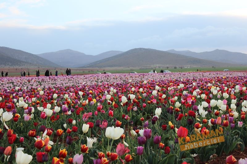 Karaman’da Lalelerin Rengarenk Dünyası 36