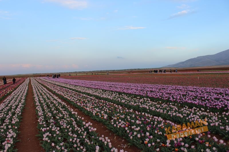 Karaman’da Lalelerin Rengarenk Dünyası 37