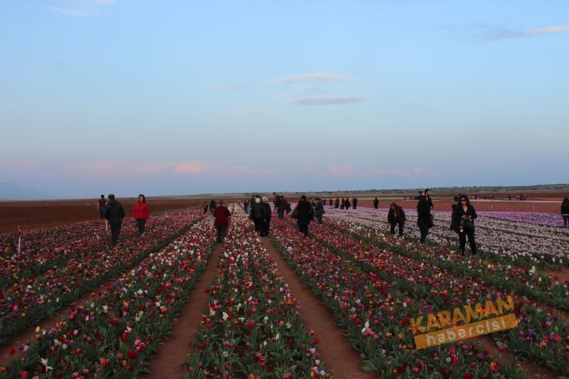 Karaman’da Lalelerin Rengarenk Dünyası 38