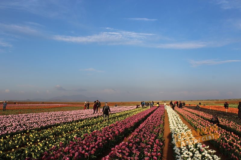 Karaman’da Lalelerin Rengarenk Dünyası 8