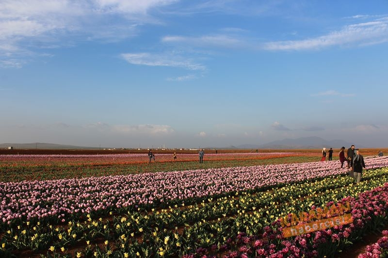 Karaman’da Lalelerin Rengarenk Dünyası 9