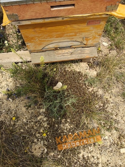Karaman'da Arı Ölümleri 1