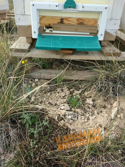 Karaman'da Arı Ölümleri 10