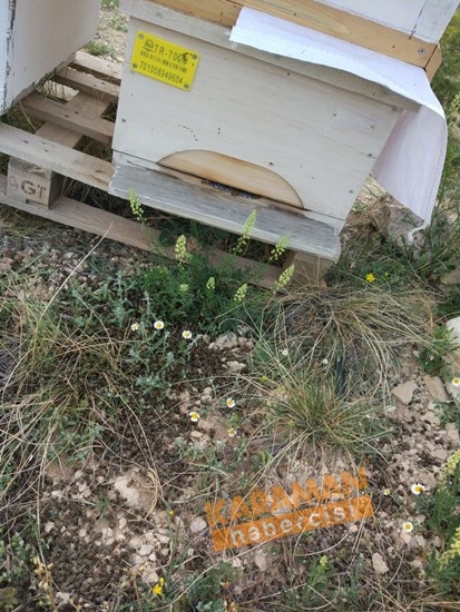 Karaman'da Arı Ölümleri 11