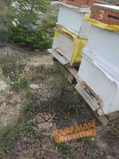 Karaman'da Arı Ölümleri 12