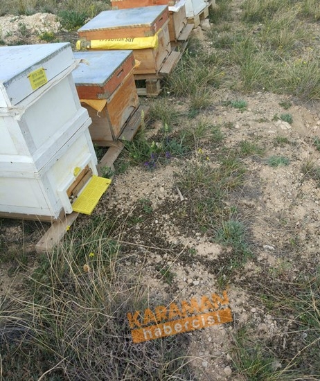 Karaman'da Arı Ölümleri 13