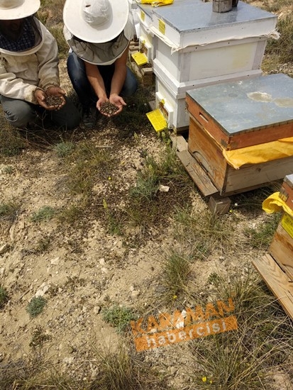 Karaman'da Arı Ölümleri 14