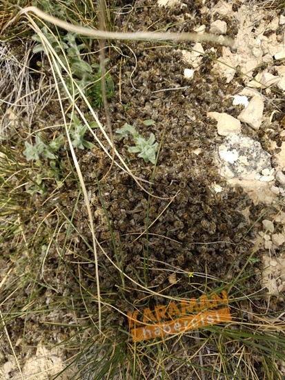 Karaman'da Arı Ölümleri 16