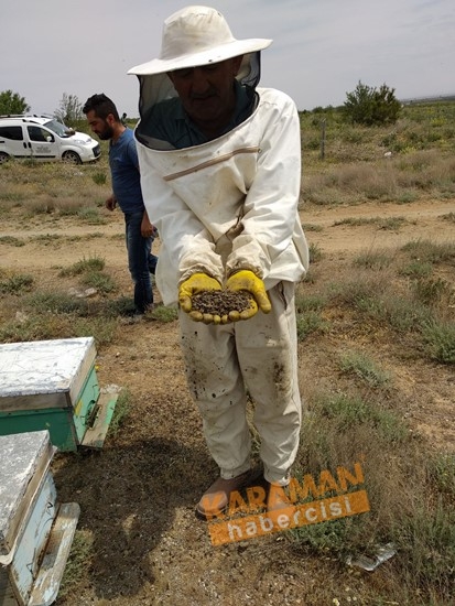 Karaman'da Arı Ölümleri 17