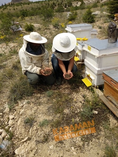 Karaman'da Arı Ölümleri 18