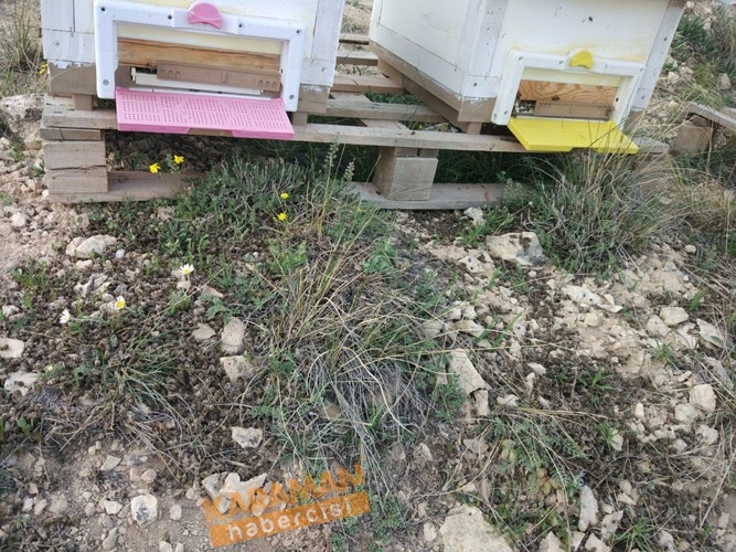 Karaman'da Arı Ölümleri 19