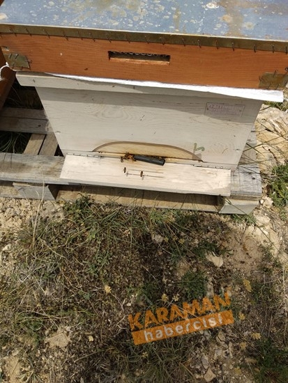 Karaman'da Arı Ölümleri 2