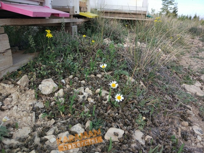 Karaman'da Arı Ölümleri 20