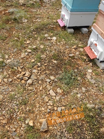 Karaman'da Arı Ölümleri 21