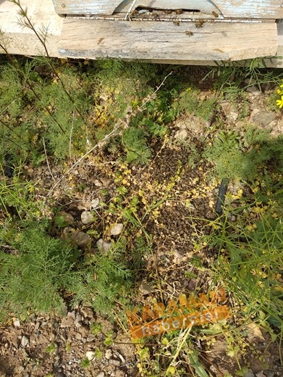 Karaman'da Arı Ölümleri 22