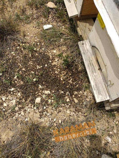 Karaman'da Arı Ölümleri 3