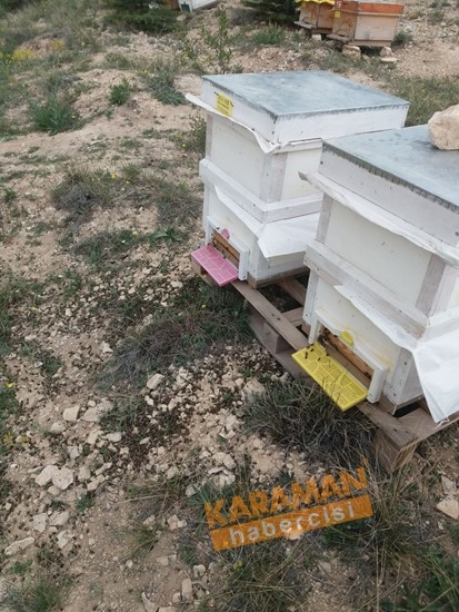 Karaman'da Arı Ölümleri 4