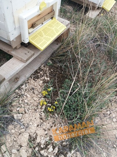 Karaman'da Arı Ölümleri 5