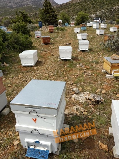 Karaman'da Arı Ölümleri 7