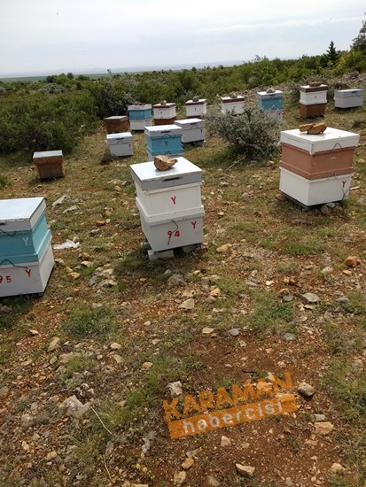 Karaman'da Arı Ölümleri 8