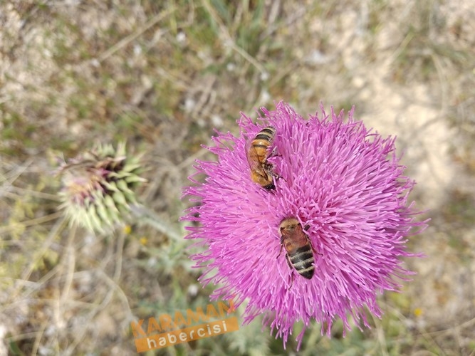 Karaman'da Arı Ölümleri 9