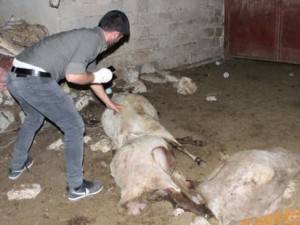 Karaman'da Sokak Köpekleri Dehşet Saçtı