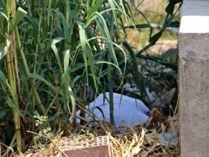 Antalya’da merak uyandıran ölüm