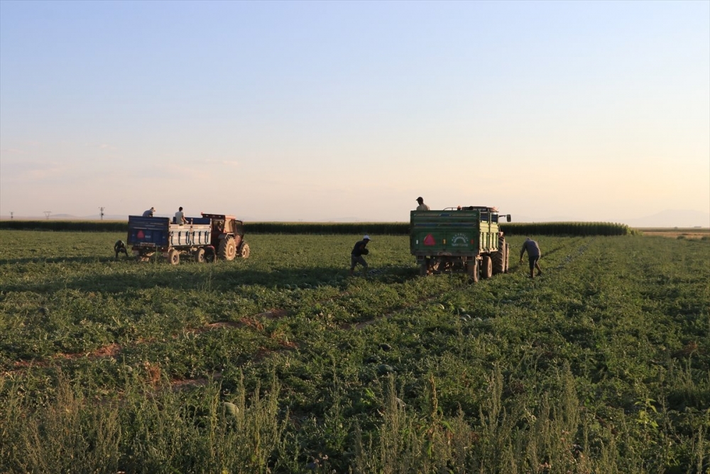 Karaman’dan Dubai’ye Karpuz 7