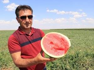 Karaman’dan Dubai’ye Karpuz