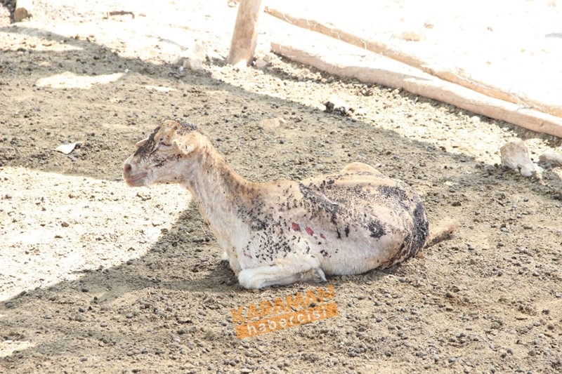 Karaman'da Ahır Yangını 5