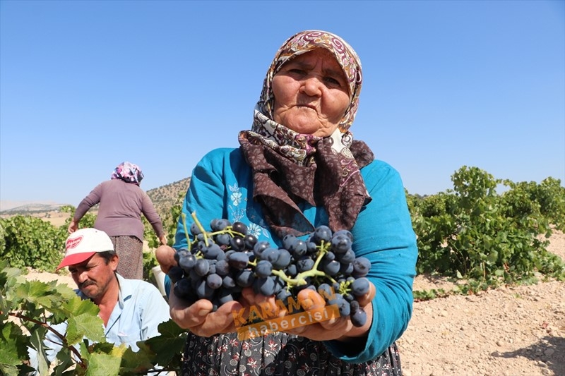 Kuruyemişin Yeni Gözdesi Toroslar'ın Üzümü 1